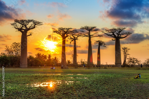 Fotomural Beautiful Baobab trees at sunset at the avenue of the baobabs in Madagascar
