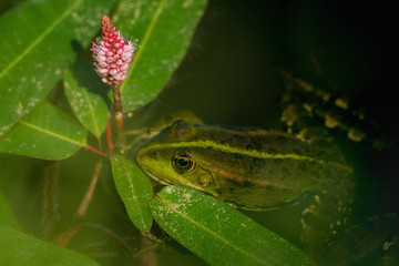 Frog in the water between leaves