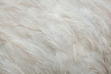 Sticker - Greater rhea (Rhea americana). Plumage texture.