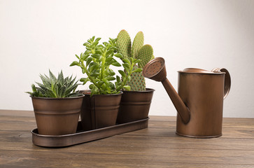 Plant and cactus next to a watering can. Decor.