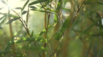 Sticker - Bamboo forest. Growing bamboo in japanese garden. 4K UHD video 3840x2160