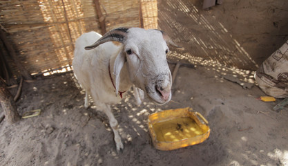 Canvas Print - funny ram in African compound