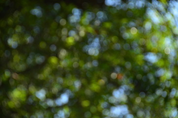 Wall Mural - Bokeh green background from nature./The backyard provides a beautiful, lush green floor./Tree shades can be created as background images.

