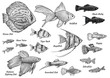 Collection of aquarium fish illustration, drawing, engraving, ink, line art, vector