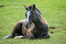 Young Brown Horse Foal Resting In The Grassland