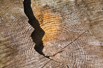 Wall Mural - Natural wood texture closeup with split crack