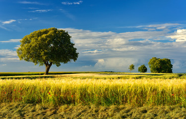 Wall Mural - After the Thunderstorm, Trees and Summer Fields in the Warm Light of the Setting Sun