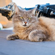© Fotoluminate LLC - Pretty cat outdoors