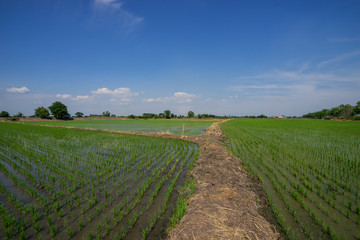 Wall Mural - small green rice on the ground and water blue sky