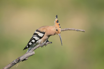 Hoopoe