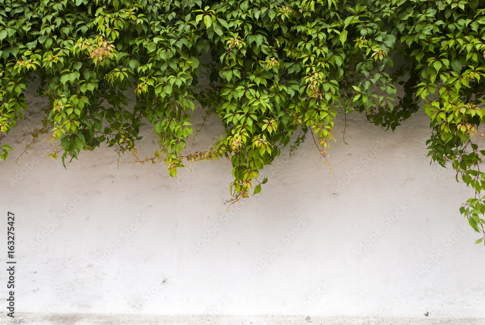 The green ivy on a stone wall, a beautiful background. Antigua Guatemala - obrazy, fototapety, plakaty 