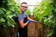 © F8  \ Suport Ukraine - Young man demonstrate the harvest of tomatoes in greenhouse