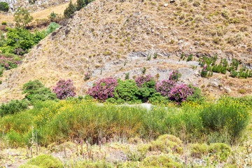 Flowers in the Kourtaliotiko Gorge, Crete, Greece.