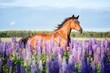 Arabian horse running among lupine flowers.