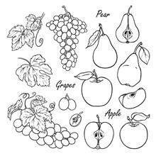 Set Of Vector Fruits: Apple, Pear, Grapes. Hand Drawn Collection For Design, Isolated On White. Black Lines Sketch