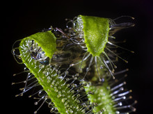 Beautiful Sundew ( Drosera ) Catching And Eating Fly  Isolated On Black Background