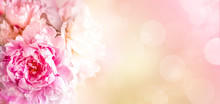 Peonies Flowers Bunch Over Pink Blurred Background. Beautiful Pink Peonies Flower Easter Border Design Closeup. Copy Space For Your Text. Wide Banner.