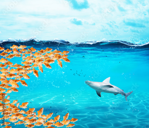 Plakat Grupa Goldfishes robi duże usta, aby zjeść rekina. Pojęcie jedności to siła, praca zespołowa i partnerstwo
