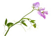 Flowers of sweet pea, isolated on white background