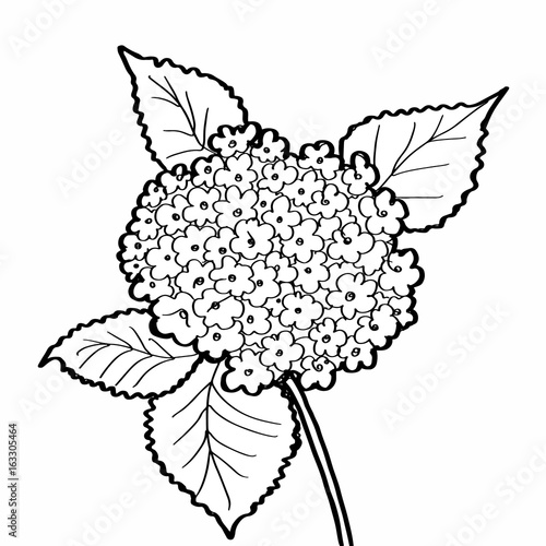 Hydrangea Flower Coloring Stock Illustration Adobe Stock Hydrangea Flower Coloring Stock Illustration Adobe Stock