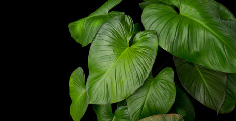 Wall Mural - King of Heart Homalomena rubescens (Roxb) green leaves tropical plant on black background