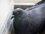 Fototapeta Tęcza - close-up pigeon in nest