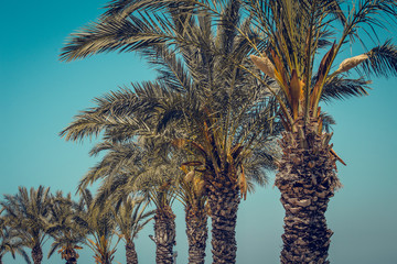 Wall Mural - Ridge of palm trees against the blue sky.