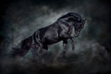 Fototapeta Konie - Black stallion in motion against dark dust clubs