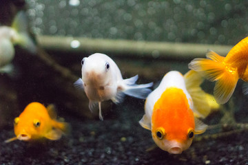 らんちゅう：きんぎょ水族館