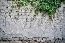 Grunge Grey Brick Wall Background With Green Ivy, Copy Space, Texture Pattern. Old Texture Of White Stone Blocks Closeup, Free Space
