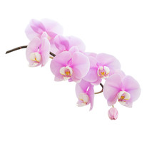 Pink Orchid On A White Background