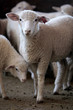 Fazenda de ovinocultura