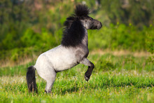 Beautiful Grey Pony With Long Mane Rearing Up