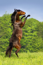 Beautiful Bay Horse Rearing Up In Spring Green Field
