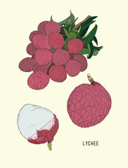 Wall Mural - Lychee. Fresh tropical fruit element. sketch vector.