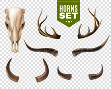 Cow Skull And Horns Set