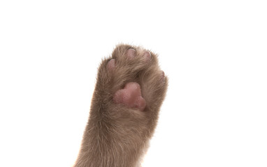 Poster - cat's paw isolated