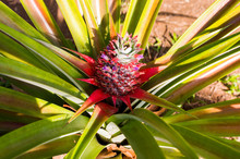 A Red Pineapple