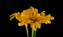 Yellow Daisies On A Black Background