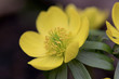 Winterling Blüten (Eranthis hyemalis)
