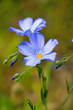 Blaue Lein Blüten (Linum)