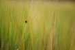 © Ingrid - Ladybug in field