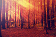 sun beams shine through the trees in autumn