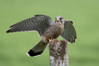 Male Kestrel landing on fence post with wings extended with green background