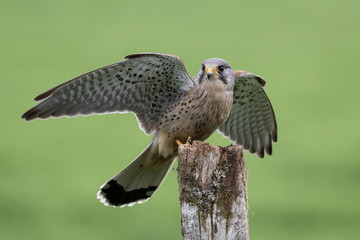 Wall Mural - male kestrel landing on fence post with wings extended with green background