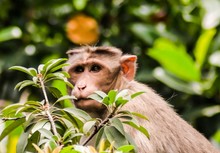 A Rather Pensive Monkey.