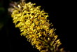 żółta roślina na czarnym tle