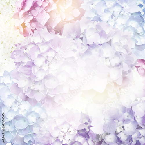 Colorful Flowers Blossom