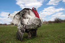 Turkey Male Or Gobbler Closeup On The Blue Sky Background