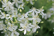 White Clematis In The Garden In Summer Time